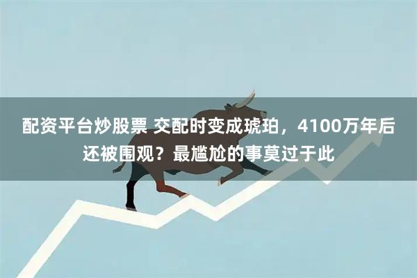 配资平台炒股票 交配时变成琥珀，4100万年后还被围观？最尴尬的事莫过于此